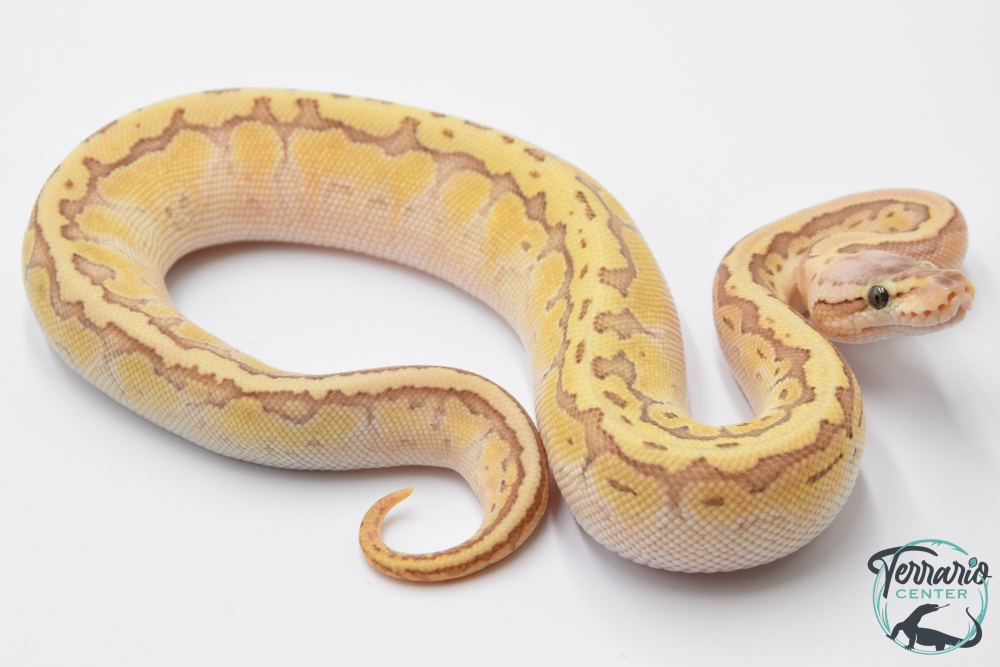 Python royal - Python regius Emperor Pinstripe 