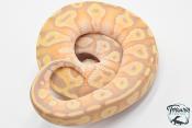 Python royal - Python regius Banana Pastave Yellow Belly