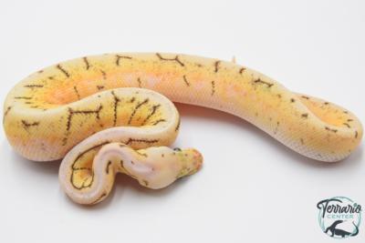 Python royal - Python regius Spinner Blast