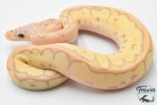 Python royal - Python regius Banana Clown Pastel