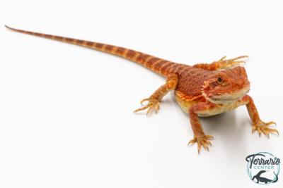 Pogona vitticeps - Agame barbu - Red Monster