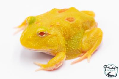 Ceratophrys cranwelli - Grenouille cornue de Cranwell Pikachu