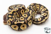 Python royal - Python regius Pastel