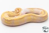 Python royal - Python regius Banana Pastel Piebald