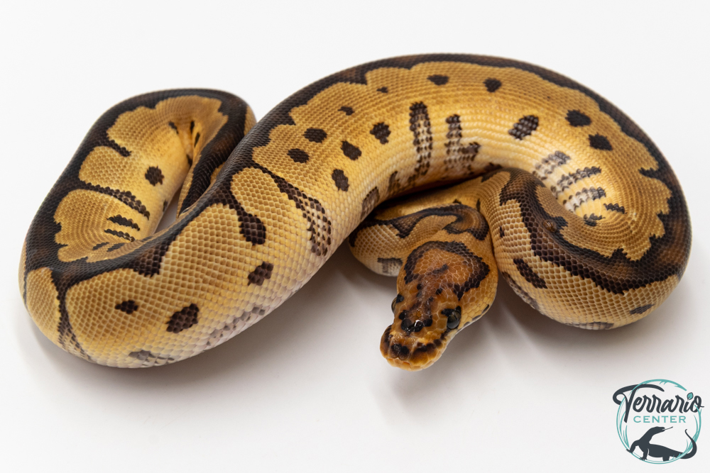 Python royal - Python regius Clown
