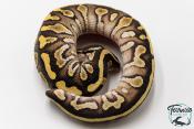 Python royal - Python regius Butter Yellow Belly