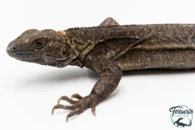 Ctenosaura pectinata -  Cténosaure du Guerrero - Blue