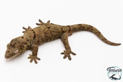 Mniarogekko chahoua - Gecko mousse - Grande Terre - NC 2025 - Mâle 05