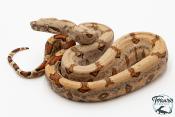 Boa constricteur - Boa imperator Amber