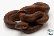 Boa constricteur - Boa imperator Leopard Mandarine Belly 