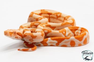 Boa constricteur - Boa imperator Junglow Kahl 