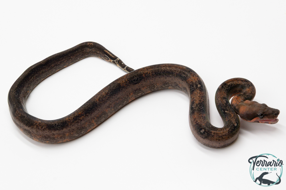 Boa constricteur - Boa imperator Leopard Mandarine Belly 