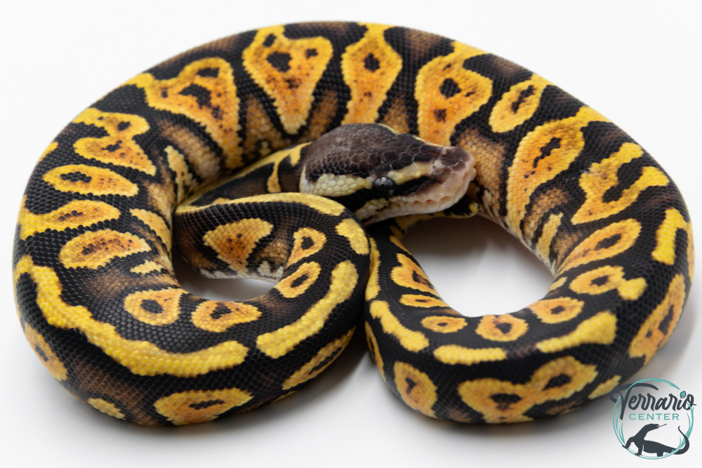 Python royal - Python regius Pastel Yellow Belly
