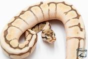 Python royal - Python regius Butter Bee