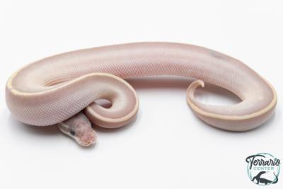 Python royal - Python regius Super Phantom LemonBlast