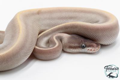 Python royal - Python regius Super Phantom Pinstripe