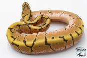 Python royal - Python regius Stinger Bee Hypo