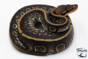 Python royal - Python regius Stranger het Clown