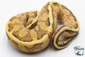 Python royal - Python Regius Vanilla Cream