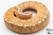 Python royal - Python regius Banana GHI Pastel