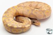 Python royal - Python regius Banana Pastel NCUE 2026