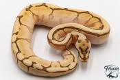 Python royal - Python regius Butter Bee