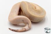 Python royal - Python regius Champagne Black Pewter