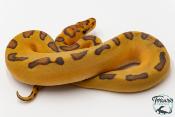 Python royal - Python regius Clown Enchi Hypo