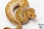 Python royal - Python regius Stranger Lesser Clown