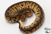 Python royal - Python regius Clown Phantom