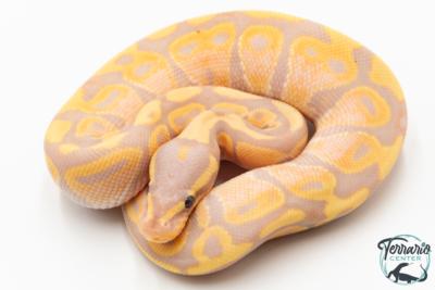 Python royal - Python regius Banana
