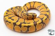 Python royal - Python regius Enchi Hypo 