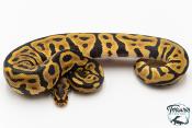 Python royal - Python regius Enchi Leopard Spotnose