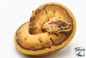 Python royal - Python regius Enchi Leopard Pinstripe Yellow Belly
