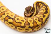 Python royal - Python regius Enchi Mojave Yellow Belly