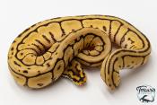Python royal - Python regius Leopard Spider Spotnose