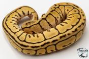 Python royal - Python regius Leopard Spider Spotnose