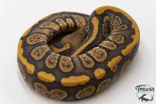 Python royal - Python regius Stranger Hypo