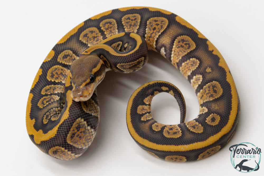 Python royal - Python regius Stranger Hypo