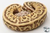 Python royal - Python regius Enchi firefly Leopard