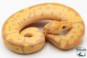 Python royal - Python regius Banana Clown