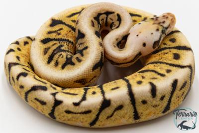 Python royal - Python regius Bumblebee GHI