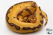 Python royal - Python regius Clown Enchi Fire