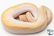 Python Royal - Python regius Ivory