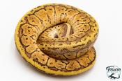 Python royal - Python regius Lemon Blast Yellow Belly