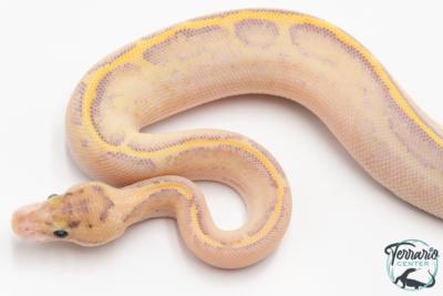 Python royal - Python regius Ivory Leopard