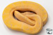 Python royal - Python regius Banana Pinstripe Yellow Belly
