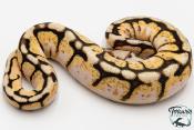 Python royal - Python regius Bumblebee