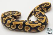 Python royal - Python regius Enchi