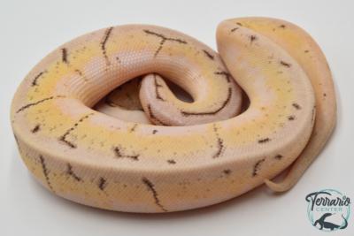 Python royal - Python regius Spinner Blast Enchi (Poss YB)